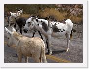 1 Oatman (17) * ..diese bunte Esel-Herde.. * 2778 x 2096 * (2.06MB)